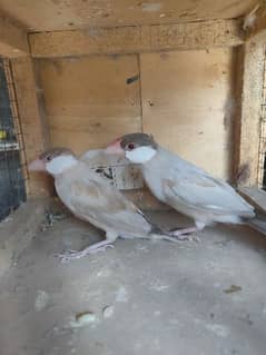 Fawn java finch ready to breed pair