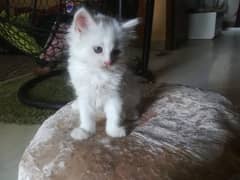 Persian Kittens available, pair