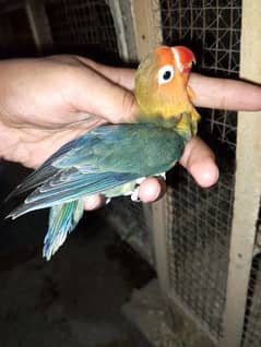lovebirds available