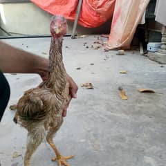 Shamo aseel hen urgent sale