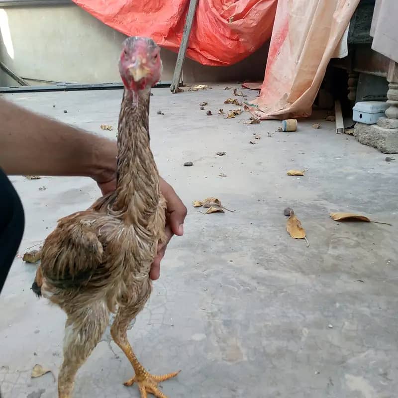 Shamo aseel hen urgent sale 0