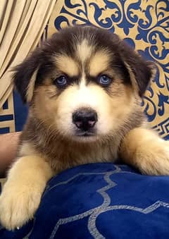 Top Quality Siberian Husky Male & Female Blue Eyes & Unique Color