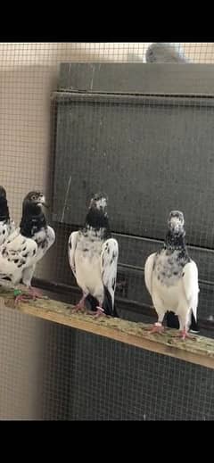 Teddy Pigeon Birds for sale