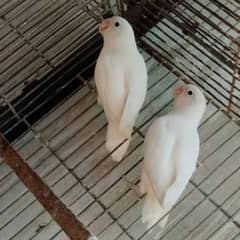 albino split ino breeder pair