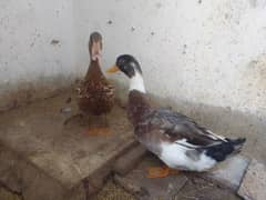 Ducks Pair