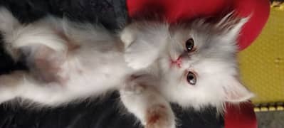 Persian cat for sale 0