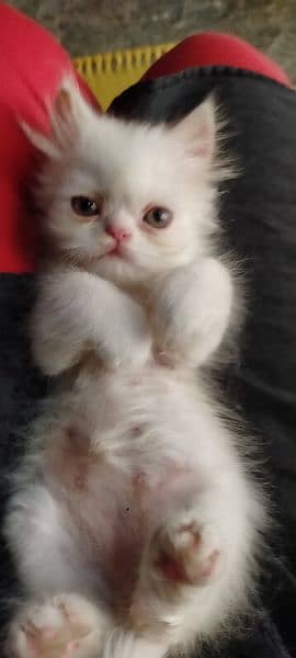 Persian cat for sale 1