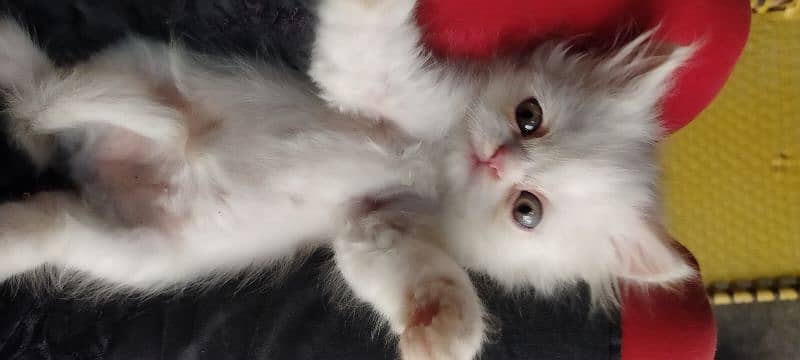 Persian cat for sale 2