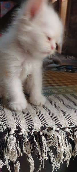 Persian cat for sale 5