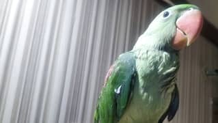 Raw parrot hand tame for sale Full ok