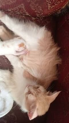 Coated Persian cat with babies free 0