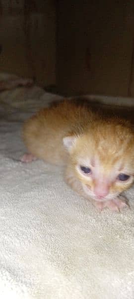 Coated Persian cat with babies free 2