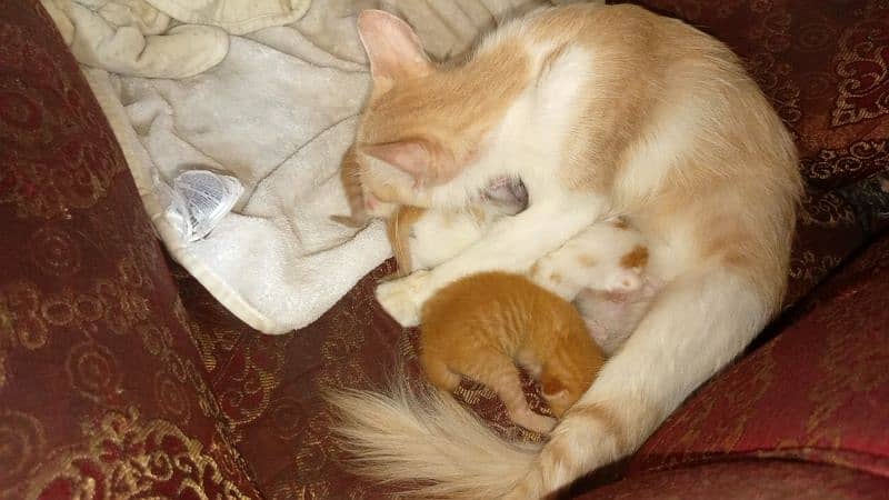 Coated Persian cat with babies free 5