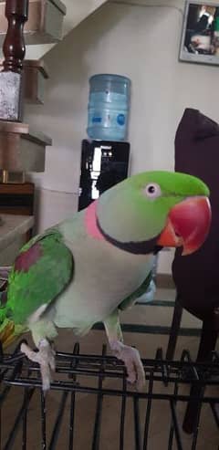 talking RAW parrot (male)
