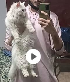 Double coat Persian cat +baby free