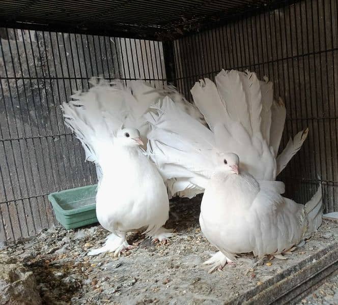 American Fantail Breeder Pair 1