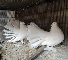 American Fantail Breeder Pair