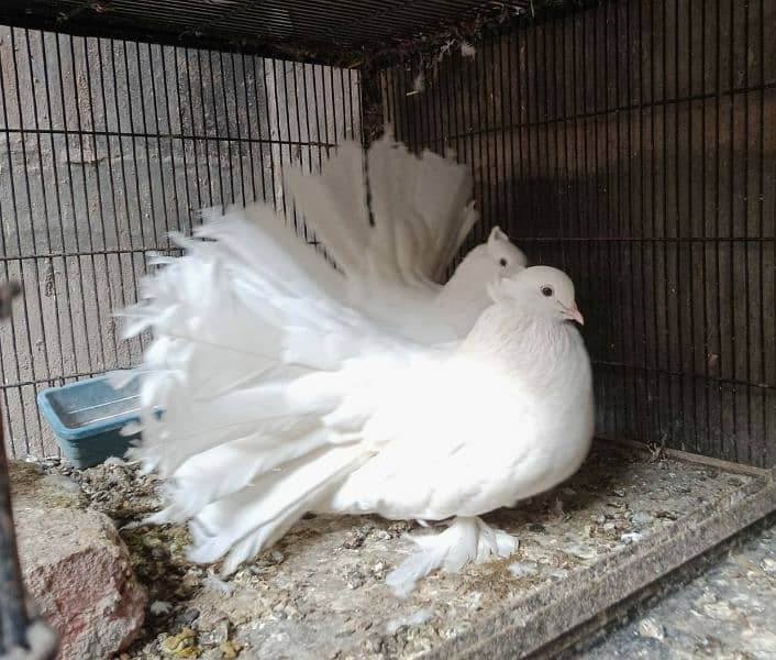 American Fantail Breeder Pair 3