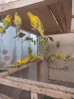 Australian parrot pairs