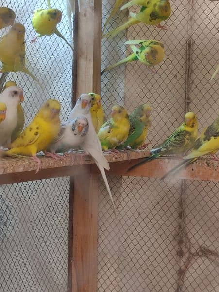 Australian parrot pairs 1