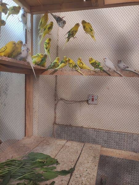 Australian parrot pairs 2