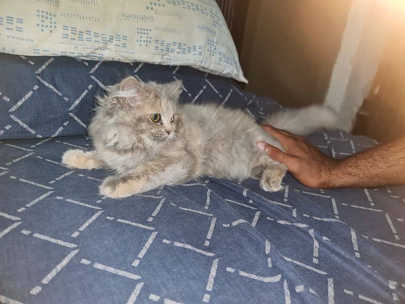 Persian 2.5 months 0