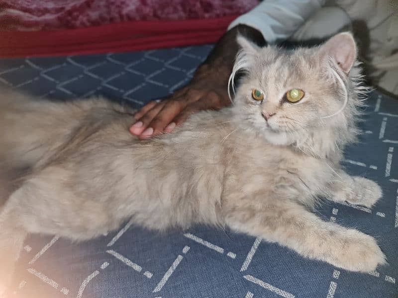 Persian 2.5 months 1