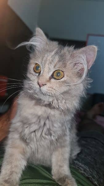 Persian 2.5 months 2