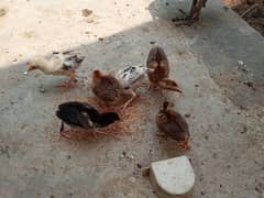 6 Aseel chicks