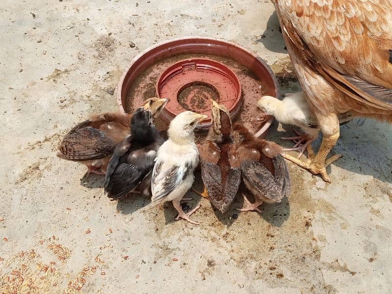 6 Aseel chicks 2