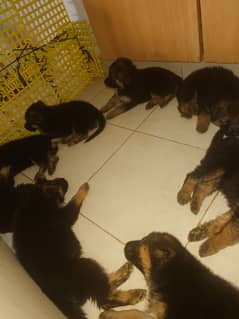 Show Quality german shepherd puppies. Age 35 days old, dewormed.