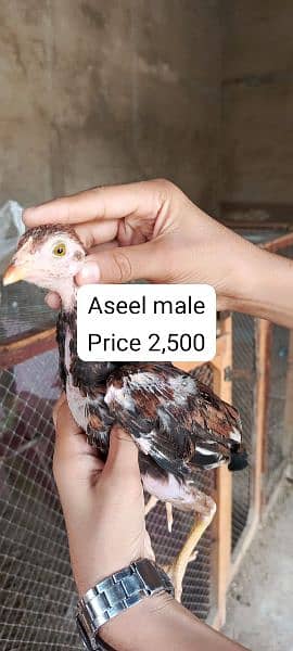 Total 13 aseel chicks is available for sale contact my whatsapp num 3