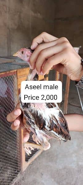 Total 13 aseel chicks is available for sale contact my whatsapp num 4