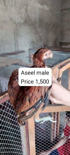 Total 13 aseel chicks is available for sale contact my whatsapp num 7