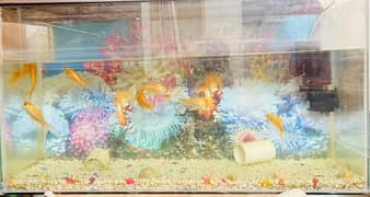 Fish Aquarium  Tank For Sale