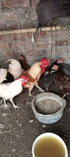 hens for sale all