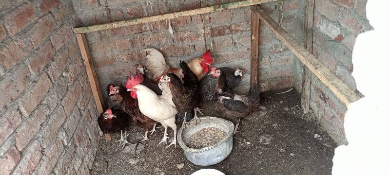 hens for sale all 3