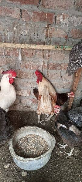 hens for sale all 5