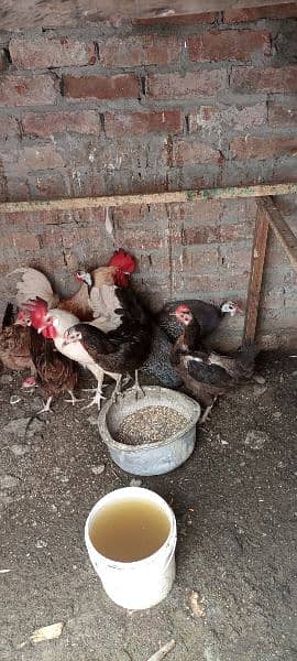 hens for sale all 6