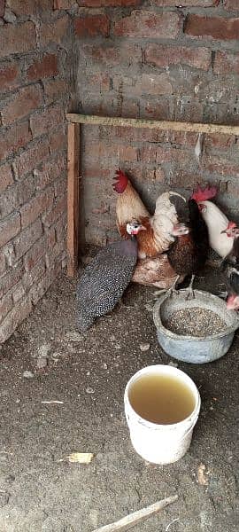 hens for sale all 10