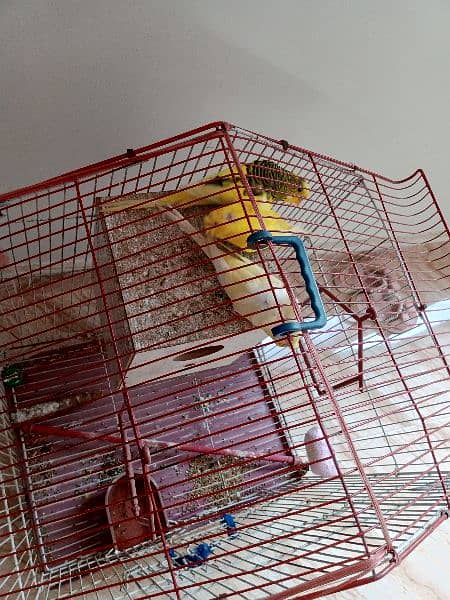 Hogroumo birds For sale 2