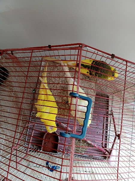 Hogroumo birds For sale 4