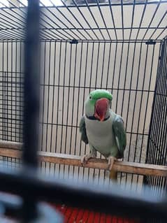 raw parrot for sale. final price 21000 0