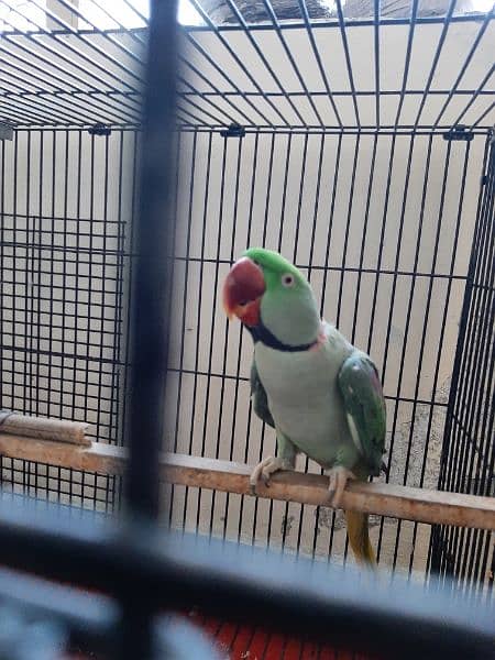 raw parrot for sale. final price 21000 1