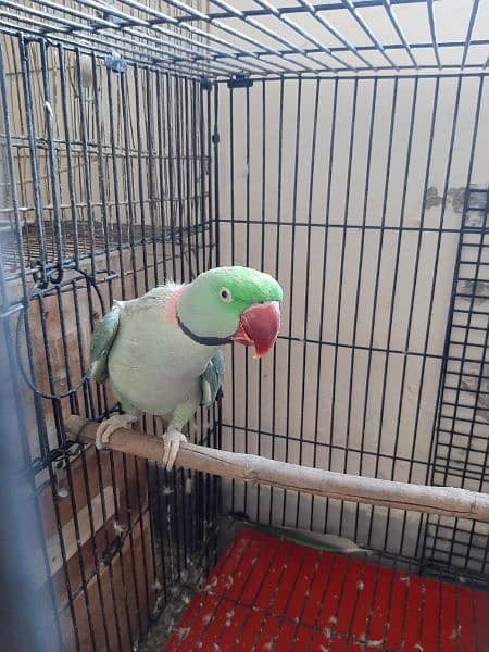 raw parrot for sale. final price 21000 5