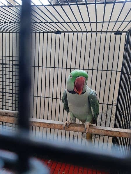 raw parrot for sale. final price 21000 7