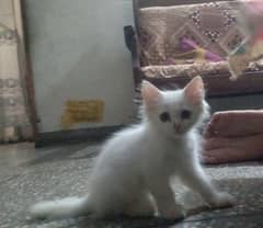 White kitten/ love / play active/ cat kitten