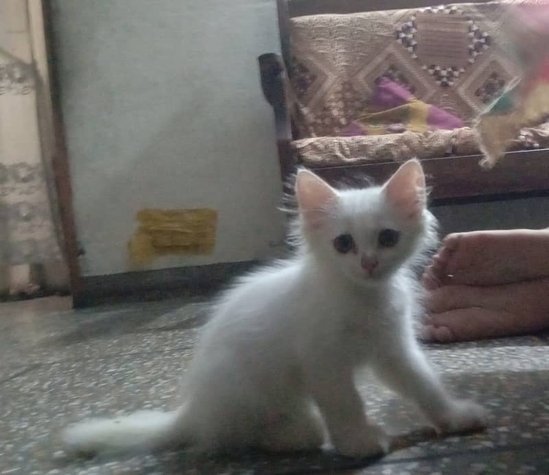 White kitten/ love / play active/ cat kitten 0