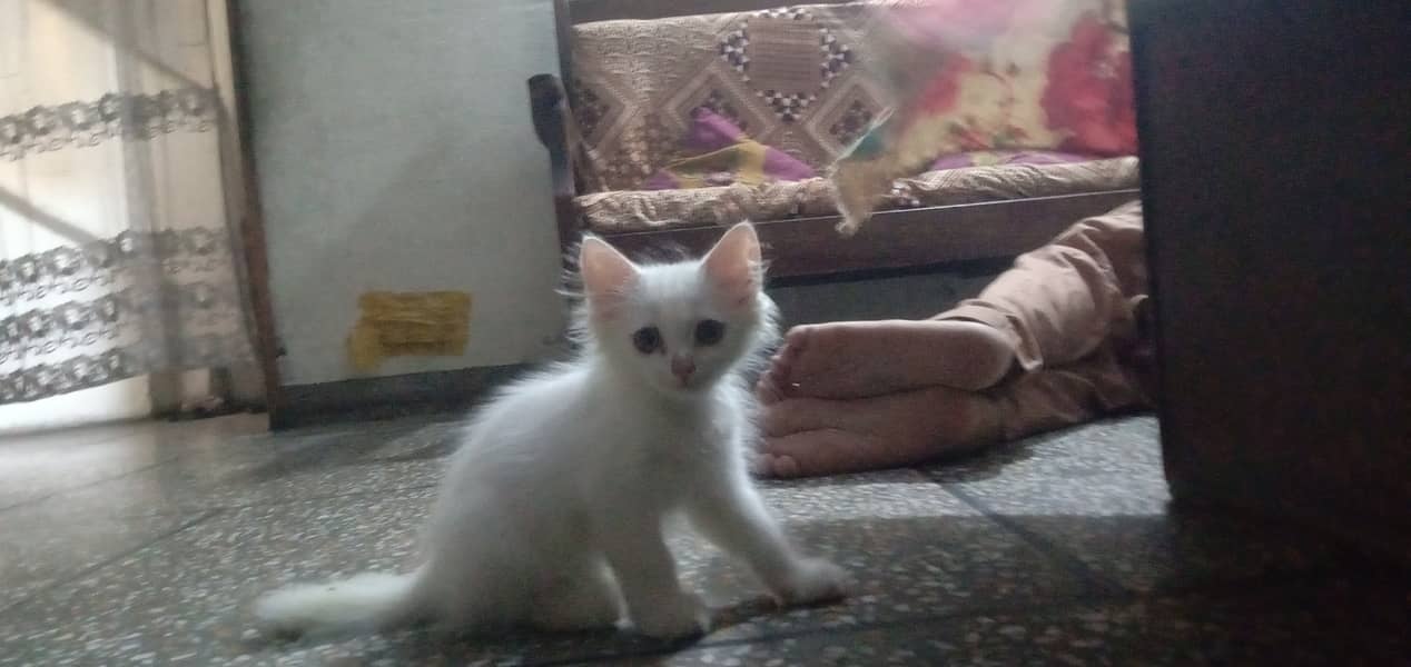 White kitten/ love / play active/ cat kitten 3