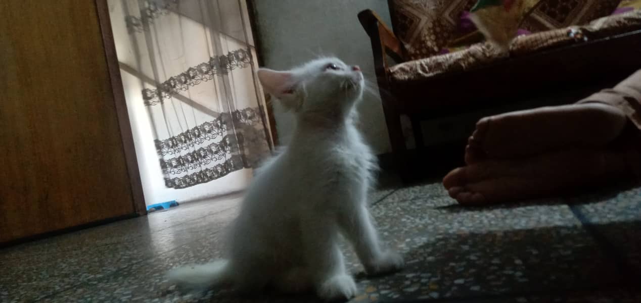 White kitten/ love / play active/ cat kitten 5